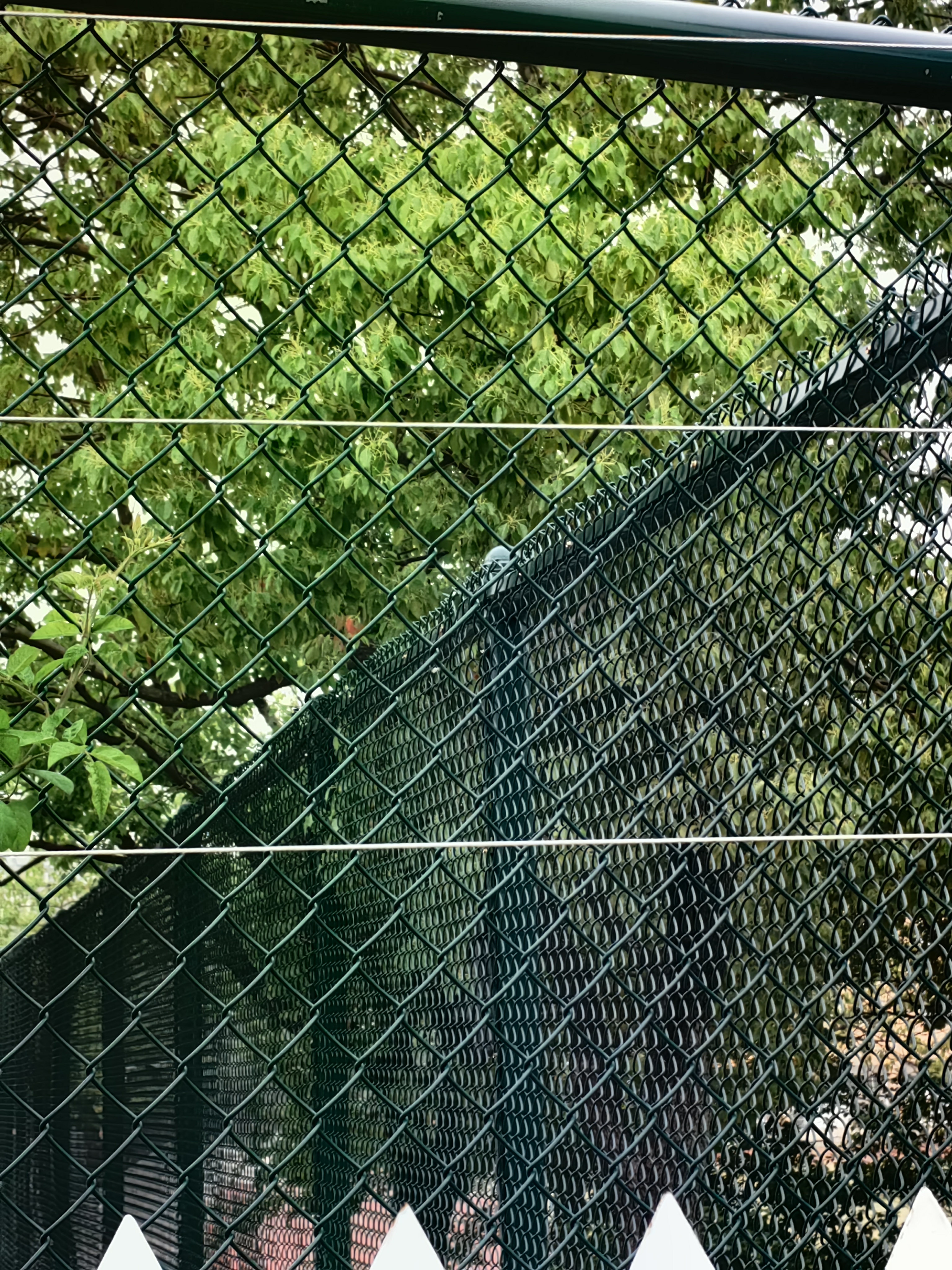 Cerca fuerte galvanizada revestida de la alambrada de la malla de alambre del Pvc fácil de instalar para la cancha de tenis